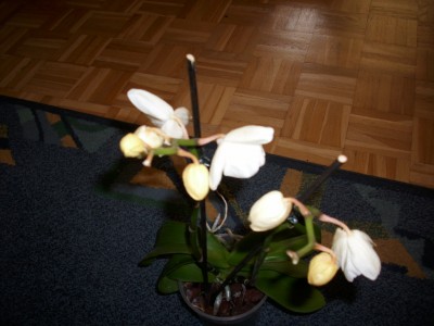 DSCI0001.JPG