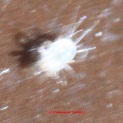 zoom6.jpg