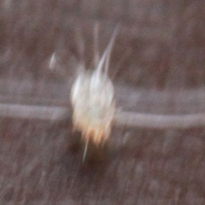 zoom5.jpg