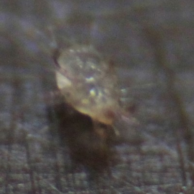 zoom4.jpg