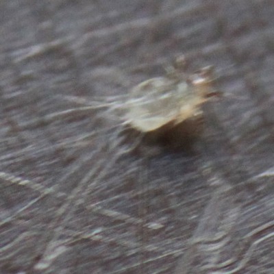zoom2.jpg