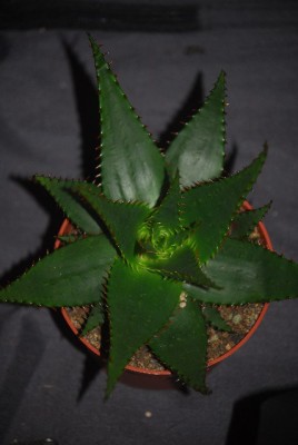 aloe 029yy.jpg