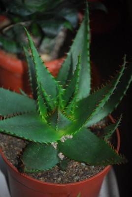 aloe 027yy.jpg