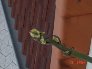DSC00056.JPG
