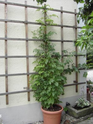 PICT3025.JPG