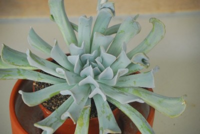 Echeveria2005yy.jpg