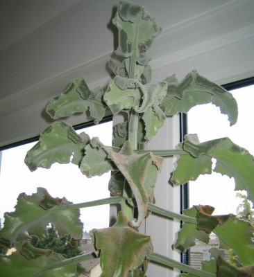20100329_0001.JPG