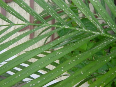 palme2.jpg