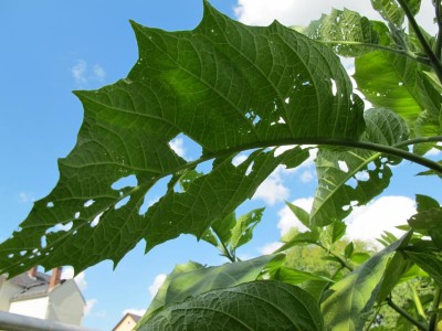 Datura.JPG