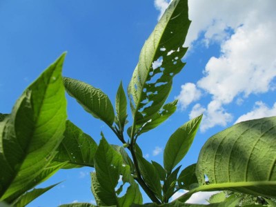 Datura-.JPG