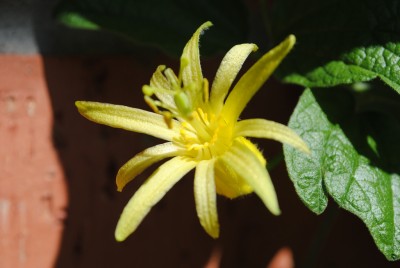 citrina.jpg