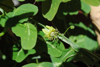 Allantophylla.jpg