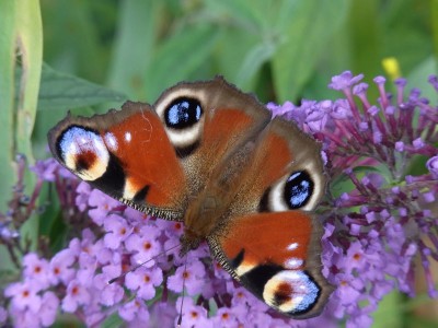 Schmetterling 3.jpg