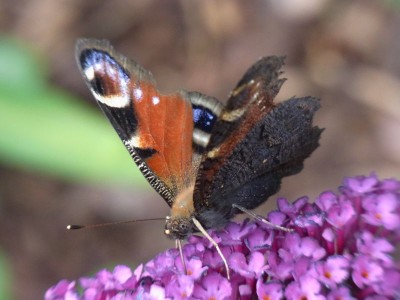 Schmetterling 2.jpg
