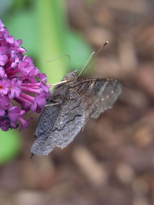 Schmetterling 1.jpg