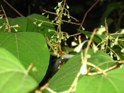 IMG 030 g.JPG
