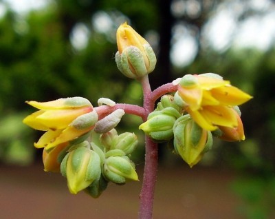 Echeveria ´Chrissy´n Ryan´ (2).JPG