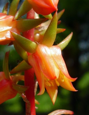 Echeveria johnsonii (5).JPG