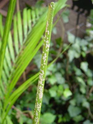 palme1.jpg