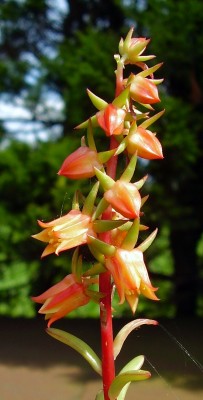 Echeveria johnsonii (4).JPG