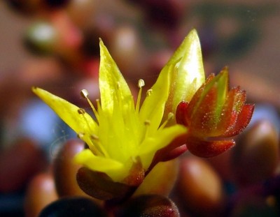 Sedum stahlii (4).JPG