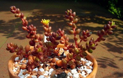 Sedum stahlii (2).JPG