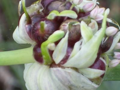 Knoblauchblüte.jpg