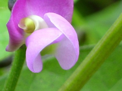 Bohnenblüte.jpg