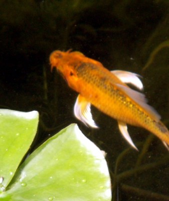 Koi 3.jpg