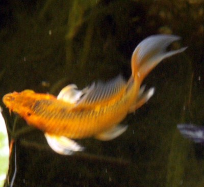 Koi 1.jpg
