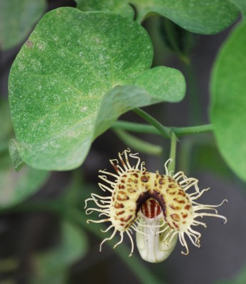Aristolochia_fimbriata.jpg