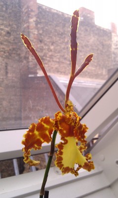 IMAG0609.jpg