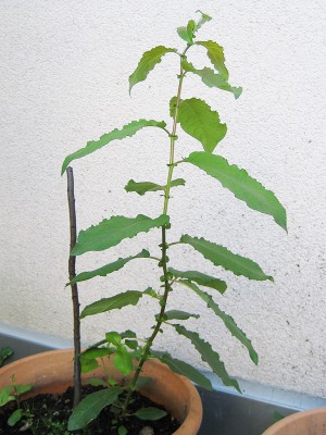 unbekanntes_100801_pflanze.jpg