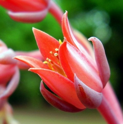 Echeveria ´Blue Prince´ (3).JPG