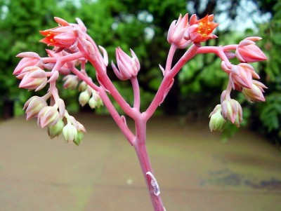 Echeveria ´Blue Prince´ (2).JPG
