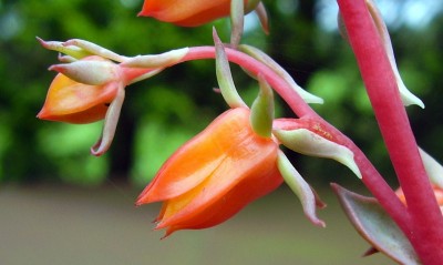 Echeveria gracilis (5).JPG