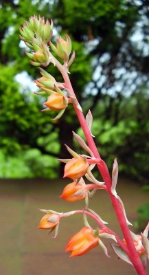 Echeveria gracilis (4).JPG