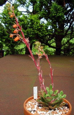 Echeveria gracilis (3).JPG