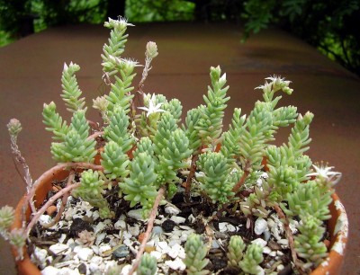Sedum diffusum ´Potosinum´.JPG