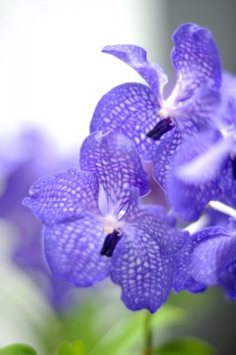 2158-blaue-orchideen.jpg