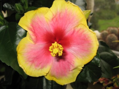 hibiskus.jpg