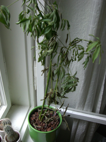Meine Hydropflanze lässt die Blätter hängen · Pflanzenkrankheiten &  Schädlinge · GREEN24 Pflanzen & Garten Forum