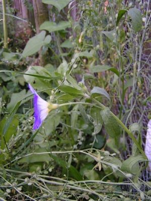C_002.jpg