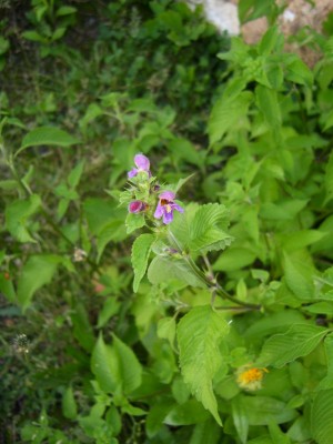 DSCI0008_1024x1365.JPG