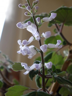 Blüte Mottenkönig.JPG