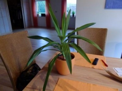 Yucca2.JPG