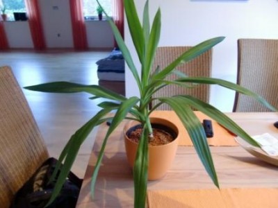 Yucca1.JPG