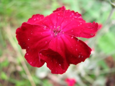 IMG_1066.JPG