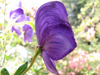 IMG_1043.JPG