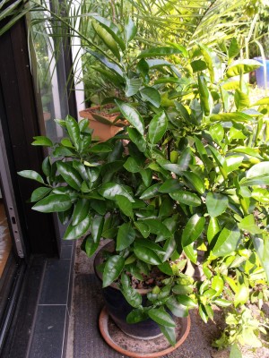 2010_0803yakuma0017.JPG
